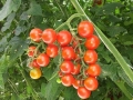 pomodoro-ciliegino-agrisole